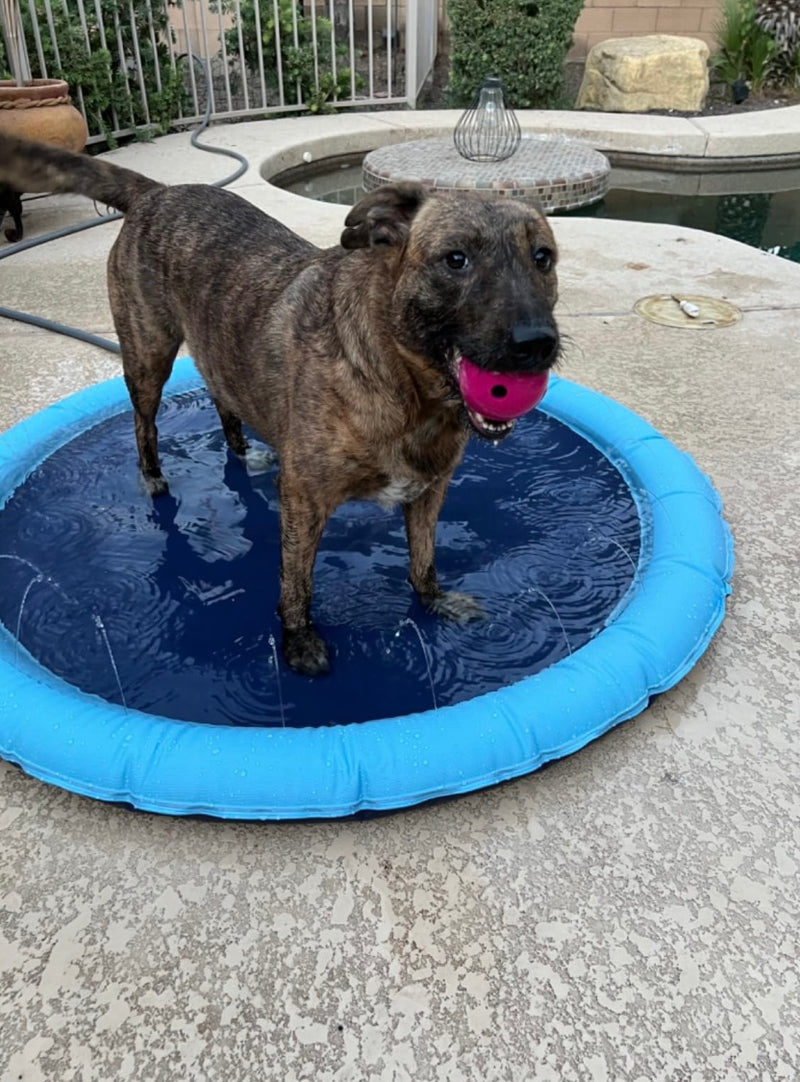 Survived the zoomies test